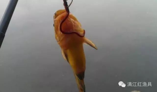 用蚯蚓钓鱼是有技巧的，你知道其中奥秘吗？