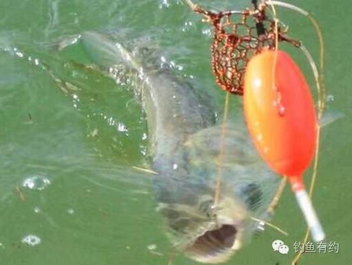 夏季垂钓鲢鳙鱼的实战技巧总结（二）