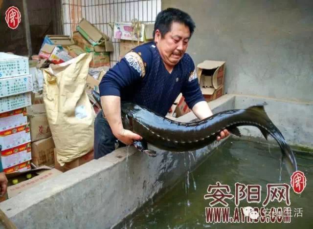 【今日生活】安阳钓友钓上1.5米鲟鱼 人鱼大战半小时