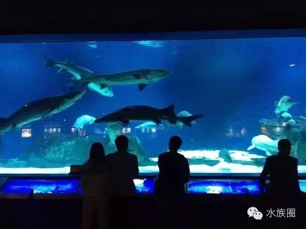 51去水族馆吧，中国28个水族海洋馆大全，没见过更全的！