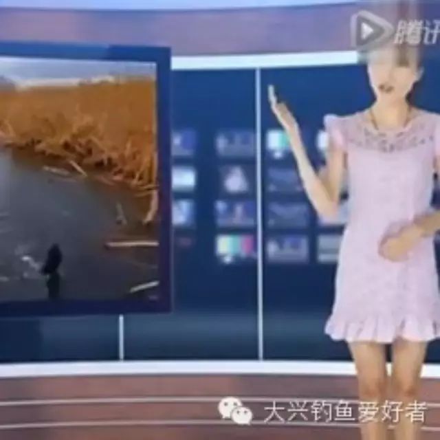 视频: 如何钓鲤鱼 程宁钓鱼教学视频 化氏钓技训练营
