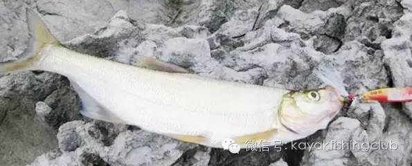 【卡亚克精选】钓鱼先懂水（上）