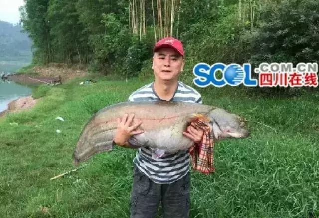 乐山一钓友钓起一体长1.35米重56斤的“鲶鱼王”