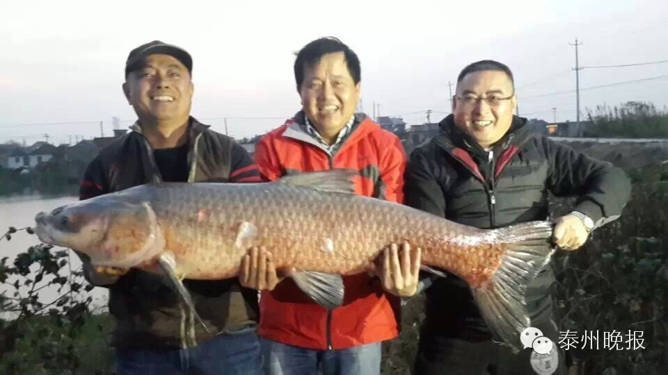 在泰州，这么大的鱼王你见过吗？足足52.6斤，花1小时才钓出来。