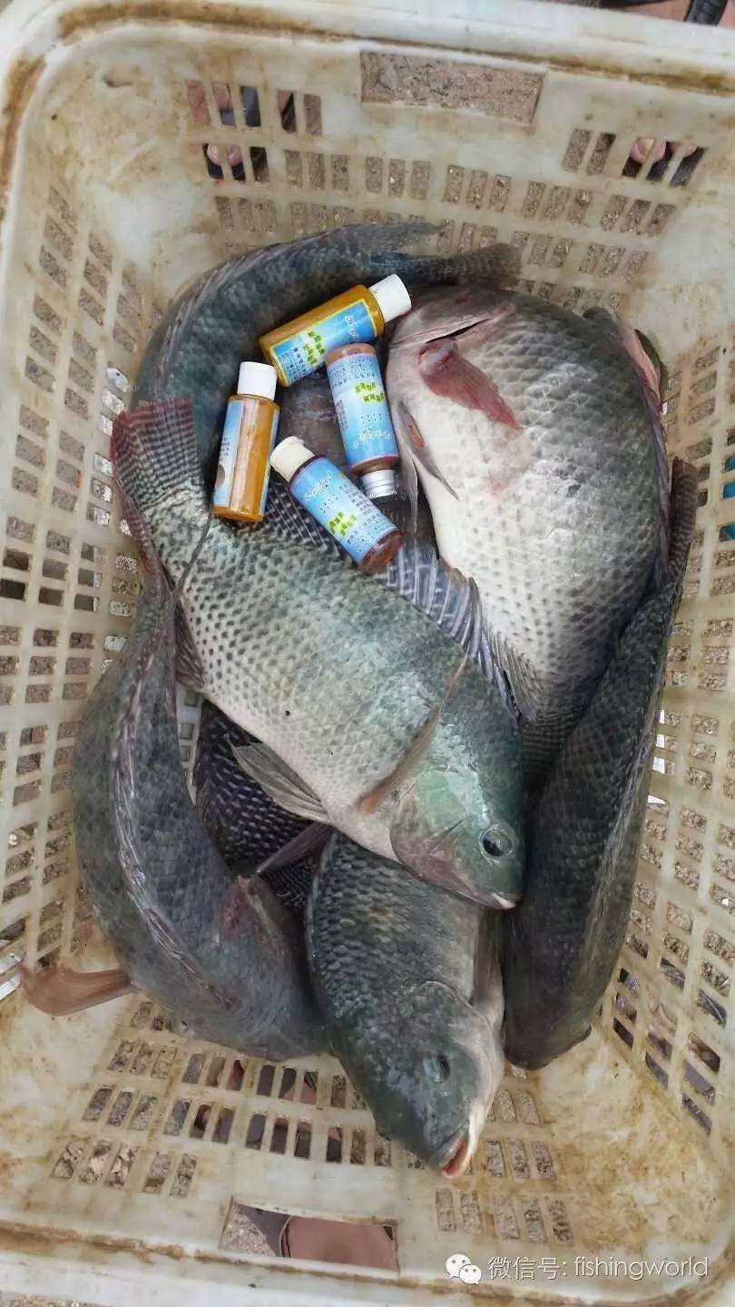 大非绝杀饵--台湾久渔系列香精搭配冷冻饵