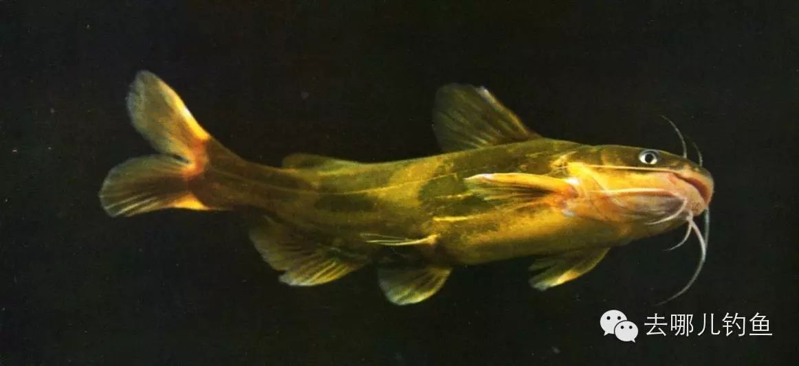 黄颡鱼的介绍与钓法