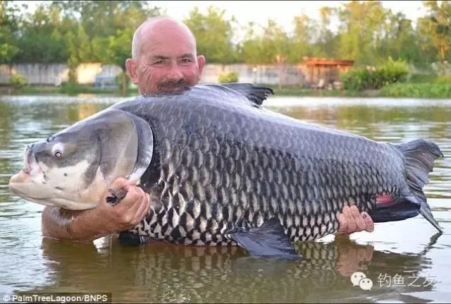 英国游客钓获127斤大鲤鱼创世界纪录