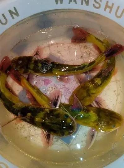 【鱼获】夜钓收获美味黄颡鱼