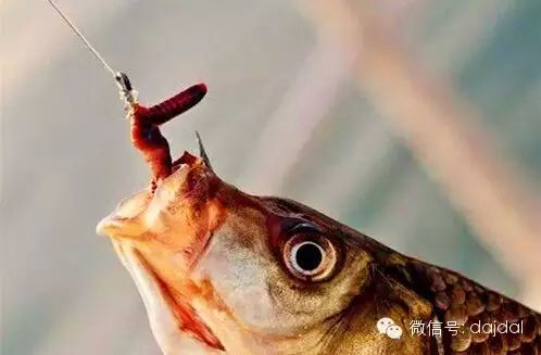 使用蚯蚓鱼饵钓鱼必备的技巧和经验