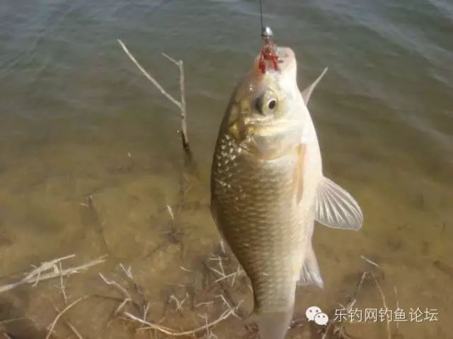 钓鱼视频 ||  钓鱼教学视频13（程宁钓鱼大师）