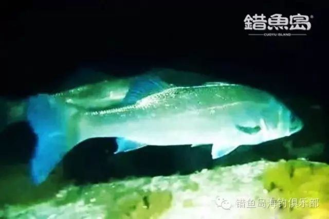水下海鲈鱼真实觅食过程，值得一看！！！