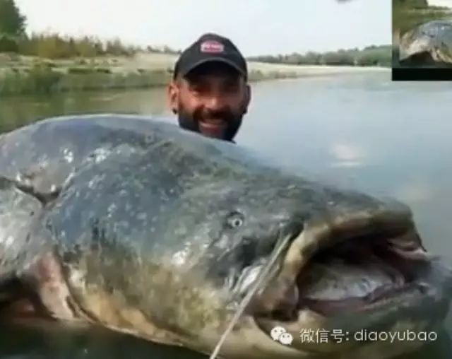 看看意大利钓鱼爱好者怎么钓起240斤大鲶鱼