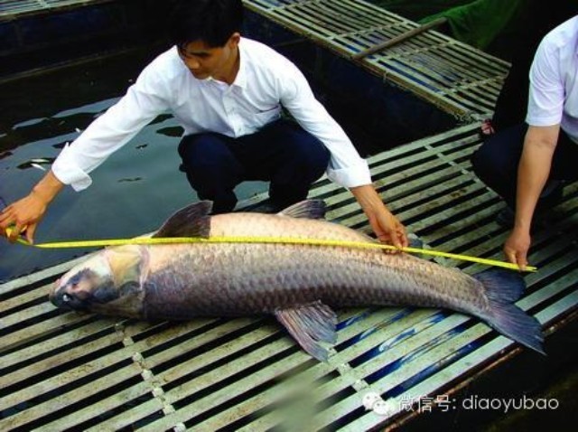 养鱼塘青鱼的习性和钓法