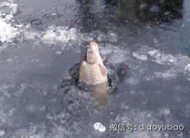 冬季钓鲤鱼技巧