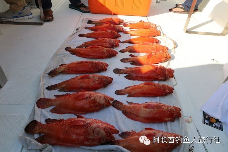 阿联酋旅游之激情海钓 东星石斑鱼盛宴 饕餮海鲜自由行