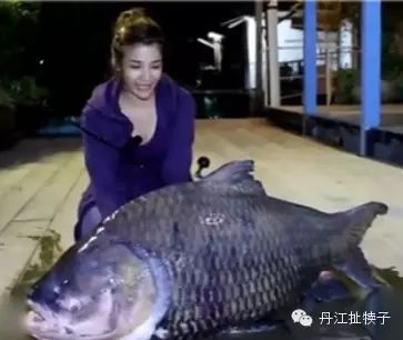泰国一美女深夜钓鱼，钓上来一条庞然大物震惊了所有人！