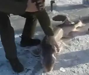 冰钓竟然能钓上来野生大鲟鱼，太难得了！