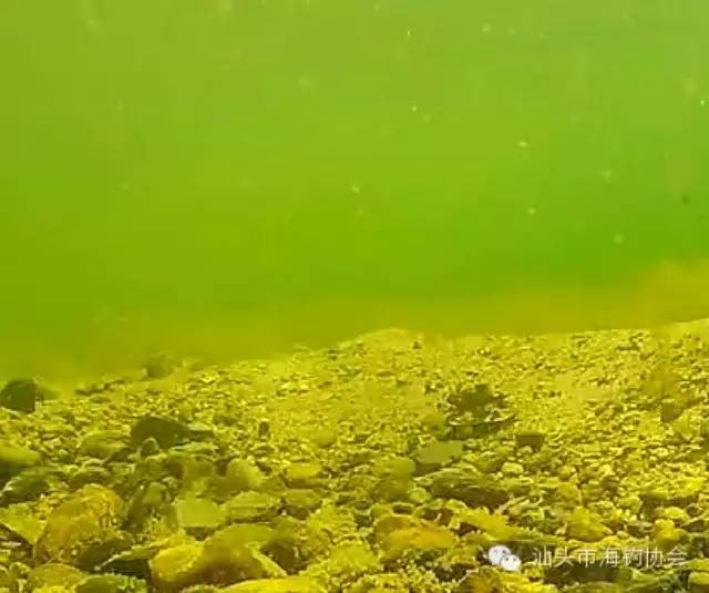 【钓鱼视频】水下高清-产卵期路亚鲈鱼水下攻击全纪录