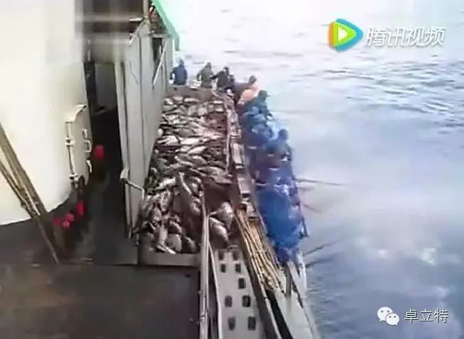 （视频）钓鱼船狂拉“金枪鱼”的真相——今天小编给大家科普一下