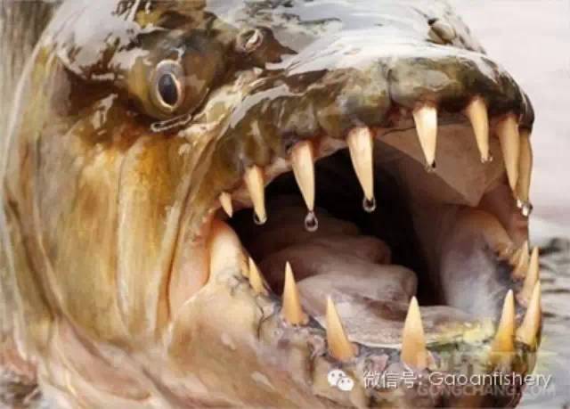 世界十大最凶猛淡水鱼