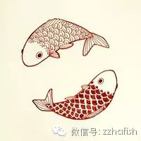 鱼类图谱——白鲟