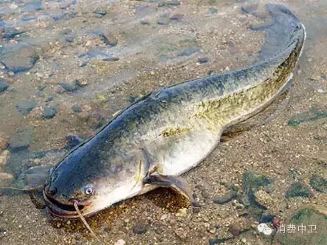 重庆市民钓起64斤罕见大鲶鱼 几次差点被拖进河