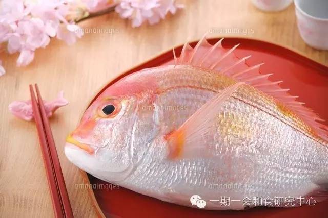 象征日本的鱼——鲷鱼