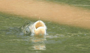 【钓技】夏季用海竿在池塘钓鱼技巧