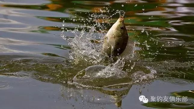 鱼吸钩时表现在浮漂上信号