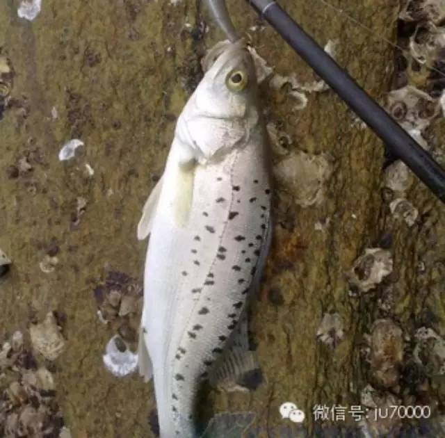 【海钓精华】2014年首次海路亚，半米级海鲈来捧场！