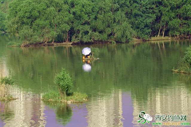 【渔获战报】打草猎鲤，悠然的浐霸湿地，原创