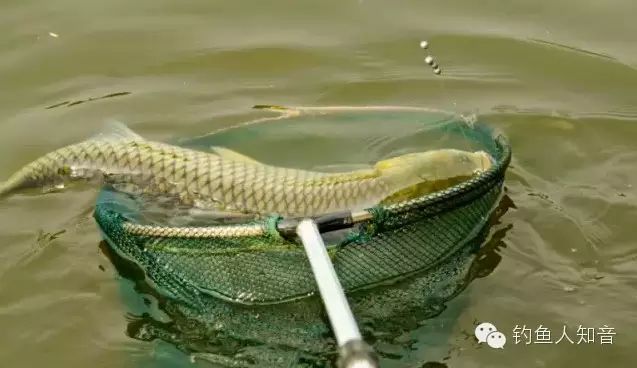 钓大鱼应该怎样抄鱼 必看！