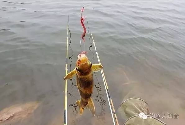 钓黄颡鱼用饵技巧和钓具配置