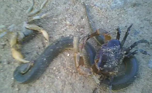 暑假山里钓鱼归来，引发了一场螃蟹和蛇的大战