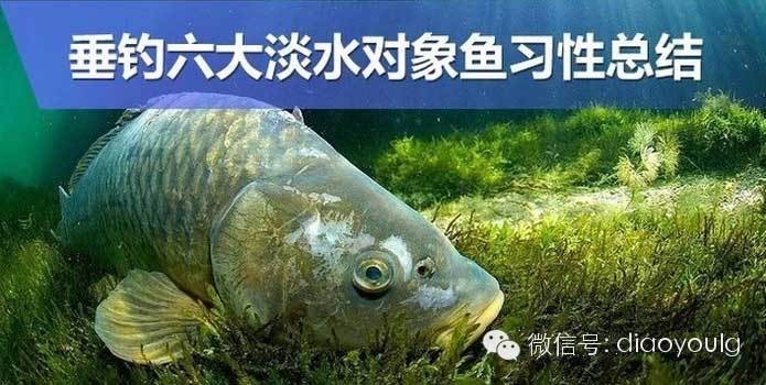 六大淡水鱼 | 垂钓淡水鱼习性总结