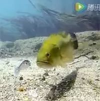 【视频】钓鱼一定要看，看大鱼吃饵！