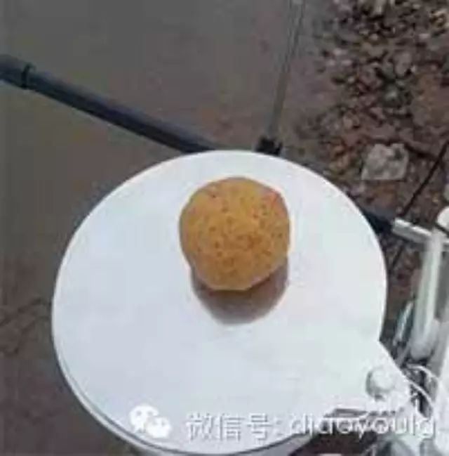 自然水域中淡水鱼类的食性特点