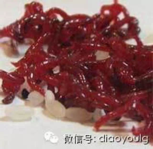 红虫饵需要这样保存起来好     （未用完的）