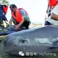 【垂钓新闻】蓬莱海域漂来一条怪鱼？疑似江豚！