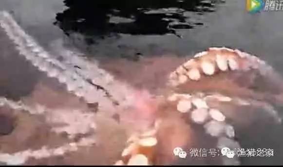 【视频】男子海钓上一只巨型章鱼 差点吓掉鱼竿