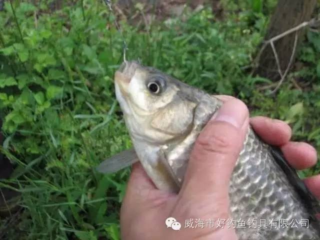 水乡绍兴“王金生米饭粒钓鱼组合技术”