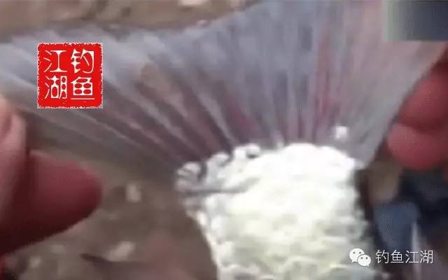 【江湖视频】钓鱼圈近期很火的一段小视频，告诉你红虫的危害到底有多大！