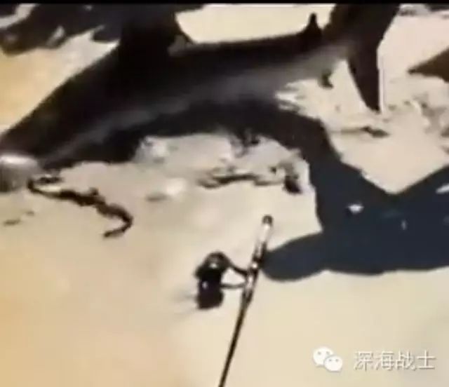 鲨鱼被钓上岸后产子，广东海钓圈子里也曾出现过一样情景