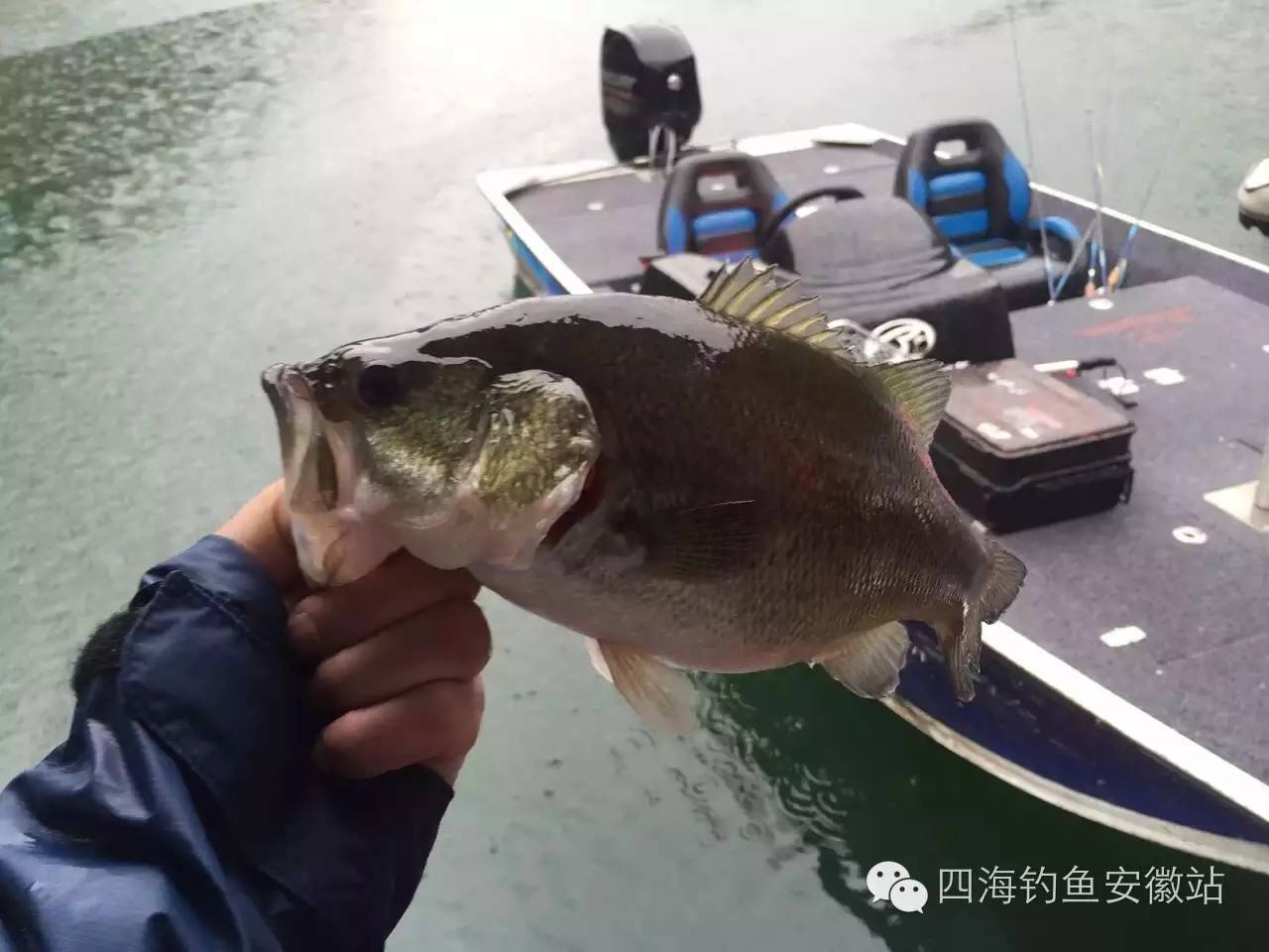 青龙湾雨中猎鲈鱼