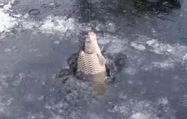 冬季水库钓鱼技巧