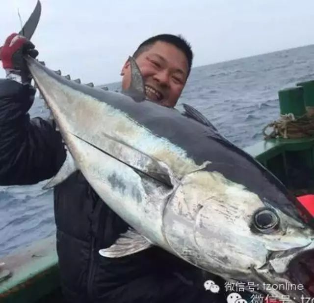 10秒钟蓝鳍金枪鱼上钩，这个台州人在东海海钓爽翻了！