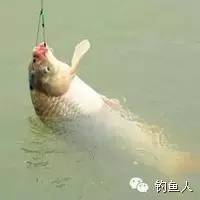 江河钓鲤鱼钓具、择饵、选位技巧