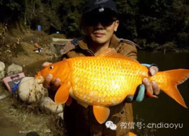 沙县水库钓鱼行 意外收获2条大红鲤鱼