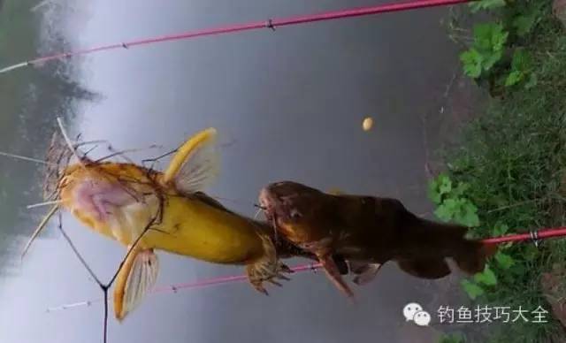 野钓黄颡鱼鲶鱼的心得技巧