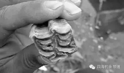 【钓界杂谈】吉林男子钓鱼钓出10厘米长猛犸象牙化石